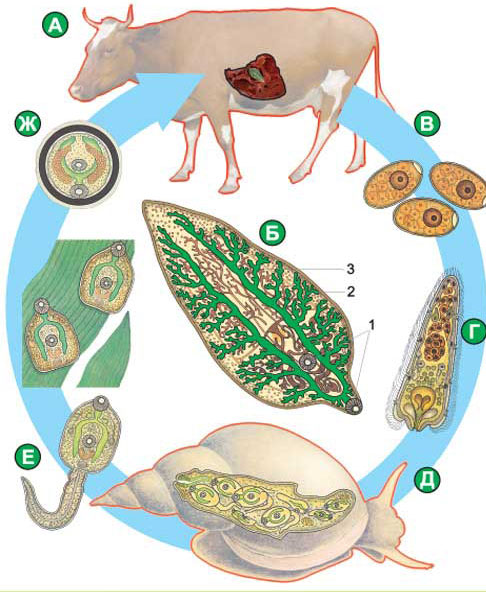 laposféreg parazita