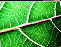 Розробки уроків до теми “Будова та життєдіяльність рослин” для 7 кл.