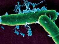 Розробки уроків до теми “Бактерії” для 7 кл.