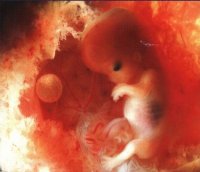 Розробки уроків до теми “Розмноження та розвиток людини” для 9 кл.