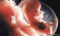 Розробки уроків до теми “Розмноження та розвиток людини” для 9 кл.