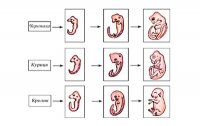 Розробки уроків до теми “Розмноження та індивідуальний розвиток організмів” для 11 кл. (універсальний профіль)