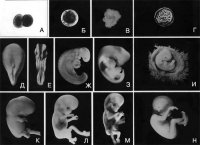Розробки уроків до теми “Розмноження та індивідуальний розвиток організмів” для 11 кл. (універсальний профіль)
