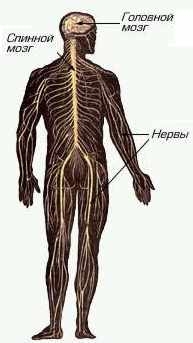 Реферат: Нервова система та її значення в регуляції та узгоджені функції організму і людини 2