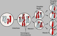 Розробки уроків до теми “Розмноження та індивідуальний розвиток організмів” для 11 кл. (філологічний профіль)