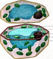 Що необхідно знати учням про вакуолі у рослинних клітинах.