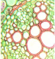 Класифікація міжклітинників у рослинних клітинах.