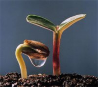 Чим відрізняються перші ростки рослин навесні.