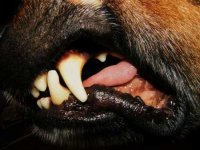 Зуби – важлива загальна ознака організації тварини.