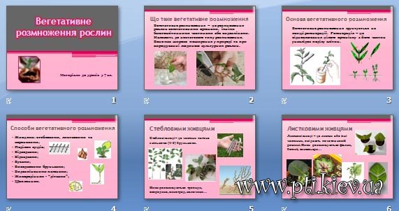 Презентація «Вегетативне розмноження рослин»