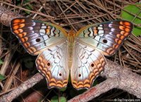 Таємниці лусочок на крилах метеликів.