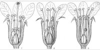 Значення розподілу статевості у квіткових рослин