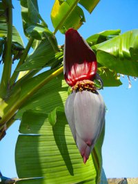 Чи ростуть банани на пальмах?