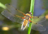 Крила – органи комах з аеродинамічними властивостями