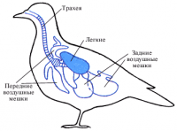 Особливості повітроносних мішків птахів