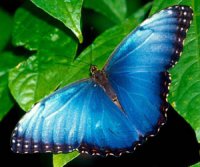 Таємниці блиску метеликів (біологічні об’єкти з фізичними явищами)