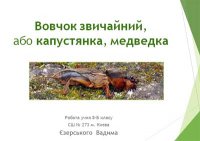 Презентація «Вовчок звичайний, або капустянка, медведка»