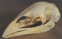Оригінальність пташиного черепа