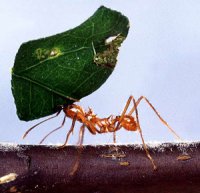Складне життя мурашника