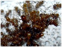 Складне життя мурашника