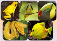 Жовтий колір у житті тварин
