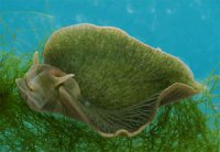 Морський слизун – фотосинтетик у світі тварин?