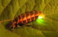 Надзвичайна поведінка жуків-світляків