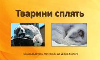 Презентація «Тварини сплять» 