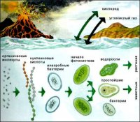 Тенденції розвитку багатоклітинних організмів у процесі еволюції (матеріали для 11 кл.)