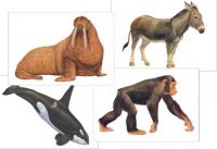 Матеріали до уроків з біології тварин для 8 кл. про особливі ознаки типу Хордові