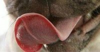 Язик як засіб виживання тварини