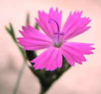 Символіка кольору квітів в українців
