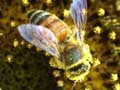 Чому без бджіл стануть мертвими всі континенти?