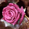 Провісниця щастя – неперевершена квітка троянда.