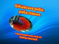 Презентація «Бійцівська риба: риба-півник» 