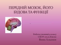 Презентація «Передній мозок»