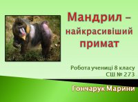 Презентація «Мандрил – найкрасивіший примат»