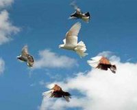 Типи польоту птахів