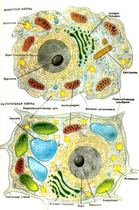 Розробки уроків з біології 6 кл. до теми "Клітина"