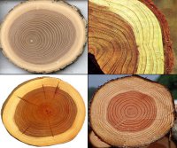 Різноманітність властивостей деревини