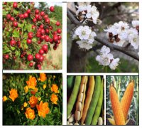 Розробки уроків з біології 6 класу до теми "Різноманітність рослин" (5-12 уроки)
