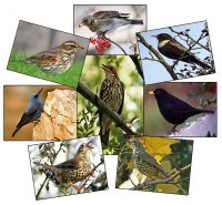 Дрозди - співочі птахи з флейтовими звуками