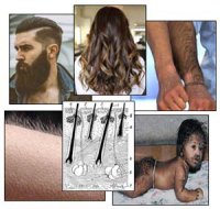 Волосся на тілі людини