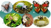 Розробки уроків до теми 1 "Різноманітність тварин" 7 кл. 6-10 уроки (нова програма)