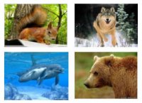 Розробки уроків до теми 1 "Різноманітність тварин" 7 кл. 16-24 уроки (нова програма)