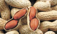 Плоди арахісу: чи дійсно вони горіхи?