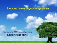Презентація «Екосистема одного дерева» 