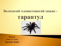 Презентація «Волохатий членистоногий хижак – тарантул»