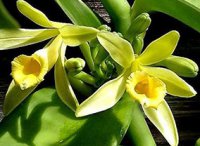 Орхідні прянощі: історія ванілі