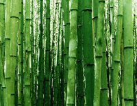 Бамбук – трава на всі випадки життя